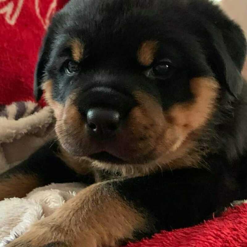 buy rottweiler puppies for sale